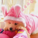 Christmas Pet Clothes Fashion Cute Rabbit Plush Dog Apparel Pet Hoodie Costume Winter  Clothing - L Red