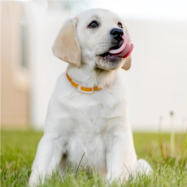 Dog Collar Eliminating Flea Pet Dog Cat Anti Lice Plague Mosquito Insect Prevents Removing Oil Flea Repellent From  - Green 33cm